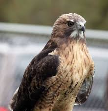 Spotted this red tailed hawk this morning behind angel orensanz. 8 10 11 Wildlife Picture Red Tailed Hawk Badger Runbadger Run