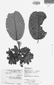 Image result for Monotes glaber