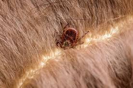 Signs of fever include weakness, loss of appetite, shivering and unusual panting. My Dog Has A Tick Archives Veterinary Blog Berks County Pa Conrad Weiser Animal Hospital Veterinary Blog Berks County Pa Conrad Weiser Animal Hospital