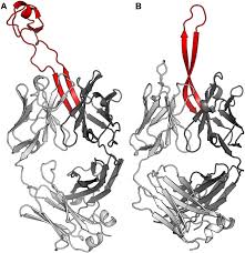 Structural Basis Of Broad Hiv Neutralization By A Vaccine Induced Cow Antibody Science Advances