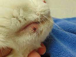 It is usually ulcerated, has a bumpy surface, growing rapidly. My Pet Can Get Acne Colborne Street Pet Hospital
