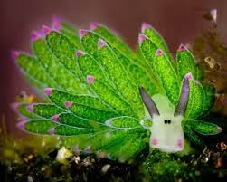 Image result for Platostoma coeruleum