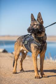 Our goal is to breed dogs who are top. Help Name The New Canine Cop At The Frederick Police Department