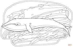 whale coloring page free printable pages ours dit merci