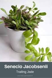 Maybe you would like to learn more about one of these? 25 Trailing And Hanging Succulents That Thrive In Small Spaces