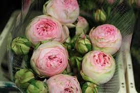 bridal piano garden roses kind of look like peonies flowers beautiful flowers rose