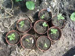 Hier finden sie eine anleitung und alles wissenswerte zum richtigen zeitpunkt. Die Saat Der Kartoffel Ich Bin Dann Mal Im Garten