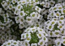 Maybe you would like to learn more about one of these? The 10 Most Popular Flowers Grown In The Uk