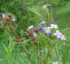 Image result for Conostomium