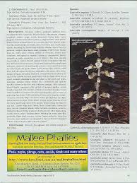 Image result for Gastrodia ballii