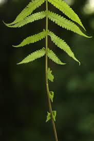 Image result for Christella dentata