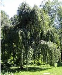 Bouleau Commun Youngii Betula Pendula Le Jardin Du Pic Vert Arbre Arbre Pleureur Jardins