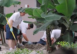 Pohon pisang pada umumnya biak dengan cara bertunas. Cara Menanam Dan Merawat Tanaman Pisang