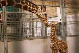 Omaha Zoo Releases Name Of Baby Giraffe