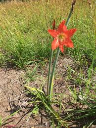 Image result for Hippeastrum puniceum