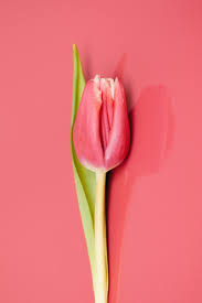 The Surprising History And Meaning Of Tulips Proflowers Blog Tulips Meaning Tulip Colors Pink Tulips