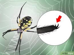 They all seem to have a bulbous abdomen and build circular webs that they sit in. 3 Ways To Identify A Garden Spider Wikihow