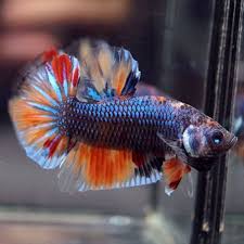 Pin By E On Koi Betta Fish Betta Fish
