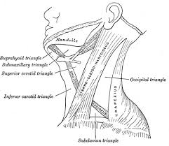Based on anatomy throat can be divided into 3 parts namely the upper part the middle. Neck Anatomy