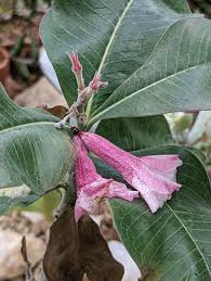 Image result for Adenium boehmianum