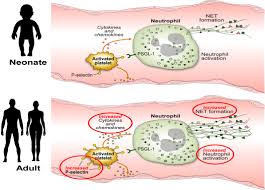 Image result for Platelet Function Closure Time