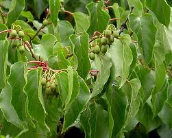 Multibuy any 2+ for £13.00 £16.00 each. Fruit Tree Espaliers Pictures And Information On Planting And Care