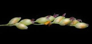 Image result for Panicum coloratum