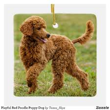 Poodle coats come in all sorts of colors—white poodle puppies for sale, red. Playful Red Poodle Puppy Dog Ceramic Ornament Zazzle Com In 2021 Hypoallergenic Dogs Dog Breeds Hypoallergenic Dog Breed
