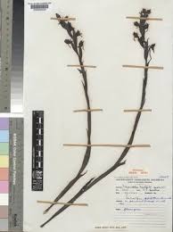 Image result for Centrostigma occultans