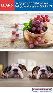 1800petmeds Can Dogs Eat Grapes Dog Eating Can Dogs Eat
