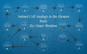 The human body is defined as the entire structure of a human being and comprises a head, neck, trunk (which includes the thorax and abdomen), arms and hands, legs and feet. Cell Analogy To The Human Body By Omar Ibrahim