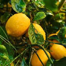 Fiction notice:all banter and fighting seen in streams/videos are purely fictional and should not be taken seriously. Everything You Need To Know About Meyer Lemon Trees This Old House