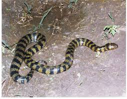 Image result for Hydrops triangularis