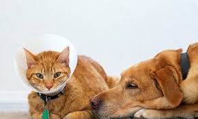 Nationwide is the number one pet insurer in the united states. The Best Pet Insurance Companies For Your Beloved Cats Dogs And More Dailyexchange