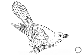 Gambar Mewarnai Burung Cuckoo Untuk Anak Warna Gambar Anak