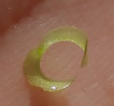 Image result for Wolffiella welwitschii