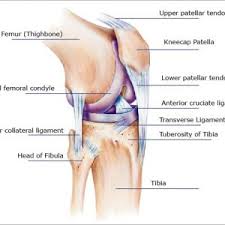 The knee consists of three bones: Knee Anatomy The Basics The Knee Expert