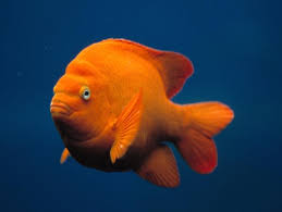 Garibaldi Kelp Forest Fishes Hypsypops Rubicundus At The