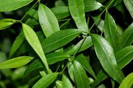 Image result for Secamone