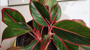 Maybe you would like to learn more about one of these? Aglaonema Siam Aurora Red Lipstick Aglaonema Red Chaineese Evergreen Plant Care Youtube