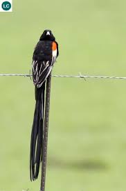 Black Bird With Long Tail And Red Beak Chim Goa Phụ Ao đen đuoi Dai Chau Phi Long Tailed Widowbird Sakabula Euplectes Progne Ploceidae Iucn Red List Of Threatened Pet Birds Bird Beautiful Birds