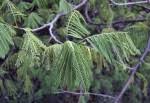 Image result for Albizia brevifolia