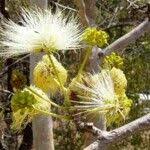 Image result for Albizia tanganyicensis