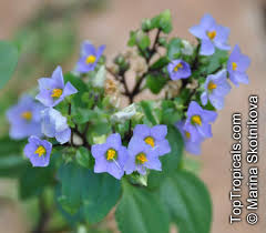 Image result for Exacum