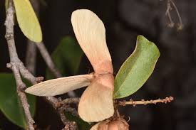 Image result for Acridocarpus chloropterus