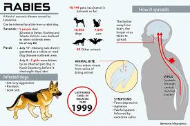 The two forms of rabies virus are not mutually symptoms of rabies in dogs vary based on the individual dog's response to the virus as it gathers rabies is a zoonotic disease, meaning that it can spread not only between dogs, but between dogs. Bite Samples Of Three Strays From Matang Rabies Positive