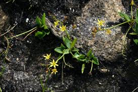 Image result for Eriospermum mackenii