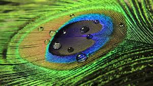 Peacock Feather Feather Wallpaper Peacock Wallpaper Feather Background