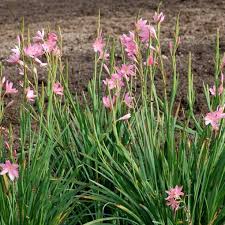 Image result for Hesperantha petitiana