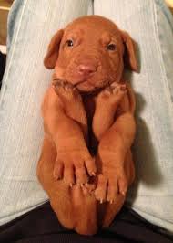 The Top Ten Dingus Dog Breeds Of All Time Cute Animals Pets Cute Dogs